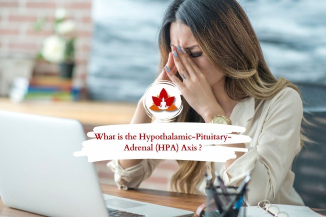 What is the Hypothalamic-Pituitary-Adrenal (HPA) Axis and How Does It Work?