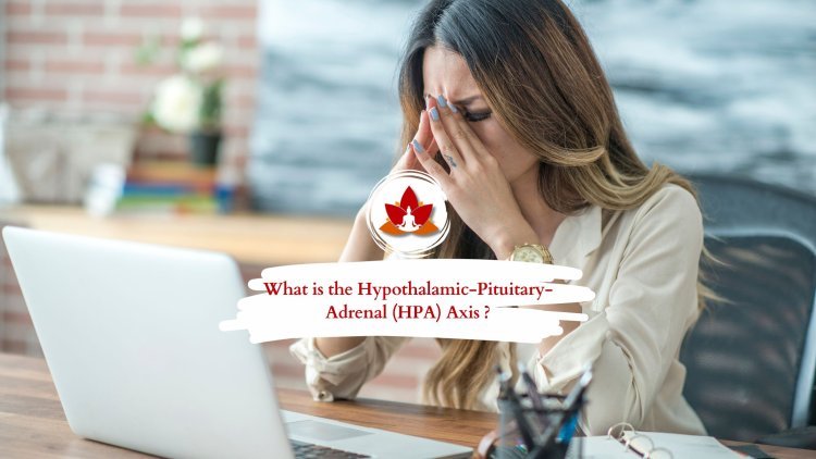 What is the Hypothalamic-Pituitary-Adrenal (HPA) Axis and How Does It Work?